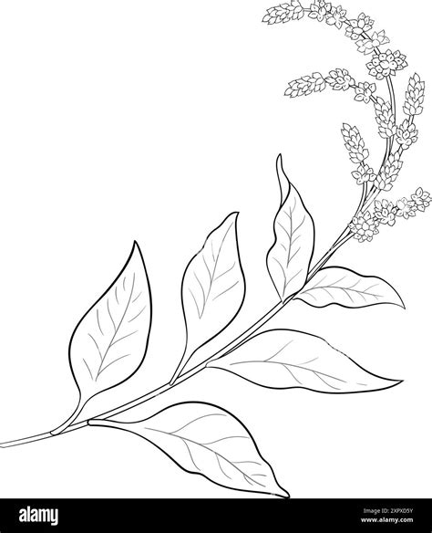 Amaranth Plant With Leaves Outline Illustration Stock Vector Image