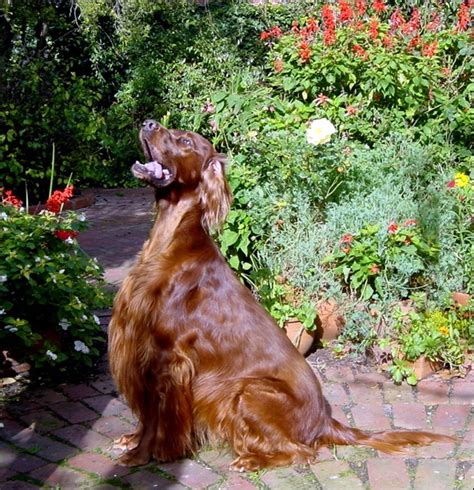 Photo Of The Week As At February Irish Setters Australia