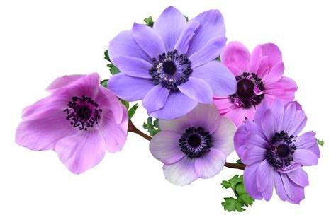 Download Anemone Flowers Bulbs Royalty Free Stock Illustration Image