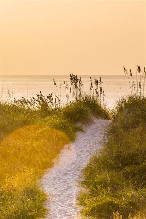 a path leading to the ocean with tall grass on either side