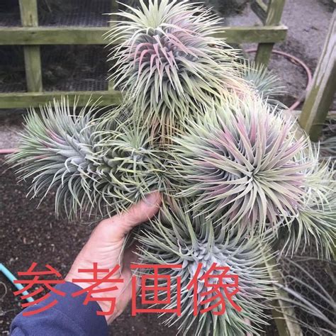 Yahoo Tillandsia Ionantha Snow Ball