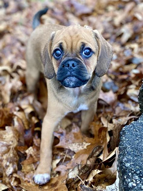 Puppies Puggle Puggle: Charming Pug Beagle Mix | Breed Characteristics