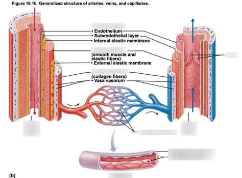 Anatomy Of Blood Vessels Diagram Quizlet