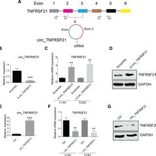 Circtnfrsf Inhibits Tnfrsf Expression A Sirna Targeting The