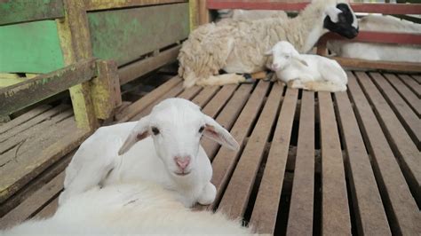 Sheep eating and all sheep activity in the barn 11645768 Stock Video at Vecteezy