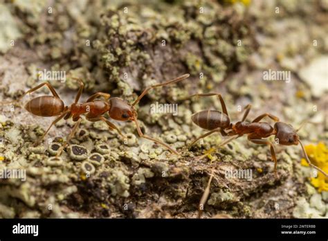 Argentine Ants Linepithema Humile Stock Photo Alamy