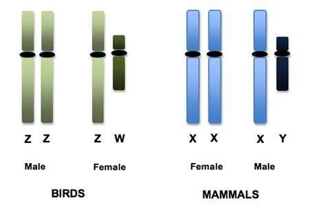 Ornithology Final Exam Chapters 12 16 Flashcards Quizlet