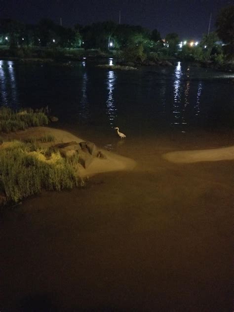 Blue heron spotted! : r/pics