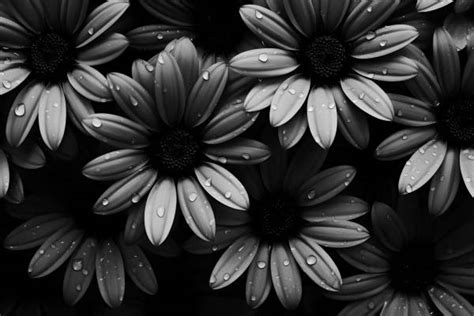 Nature Wallpaper Black And White