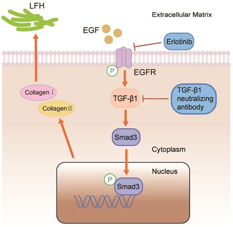 Egf Contributes To Hypertrophy Of Human Ligamentum Flavum Via The Tgf