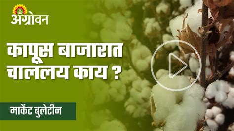 Cotton Rate देशातील कापूस उत्पादन खरंच वाढणार का Agrowon ॲग्रोवन Youtube