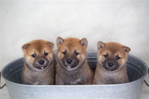 Shiba Inu (Shiba) Puppies For Sale