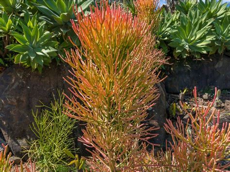 Tips On Caring For A Pencil Cactus