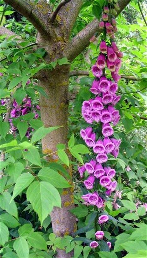 Foxglove Tree Pictures, Photos of Foxglove Trees, Foxglove Tree Images