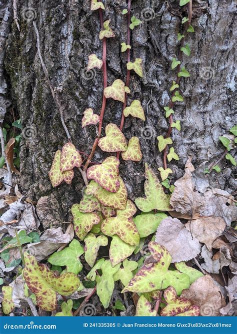 Hedera Helix English Ivy Climbing Plant with Beautiful Green or Red