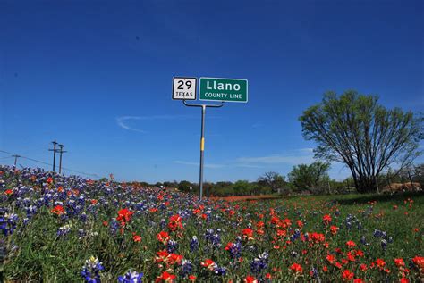 Wildflower season in full bloom in Llano County - Visit Llano County