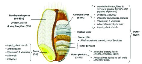 Schema of wheat grain anatomy [14]. | Download Scientific Diagram