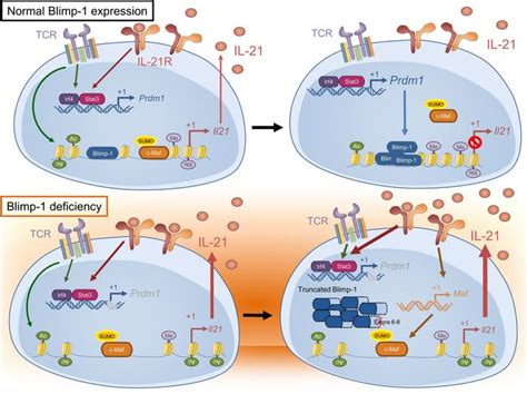 Jci Insight Blimp Molds The Epigenetic Architecture Of Il