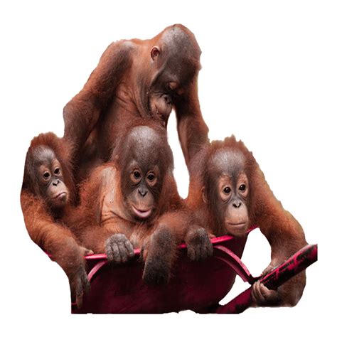 Photo Clipart Png Photo Orangutan Hd Photos Png Images Design