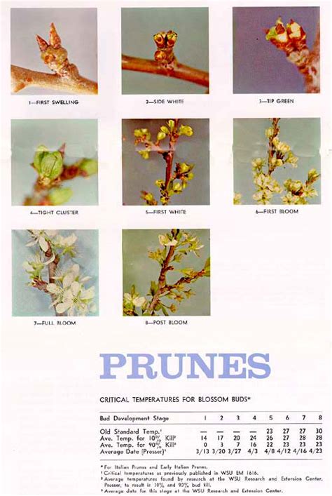 Critical Temperatures And Bud Stage Charts Chelan And Douglas Counties