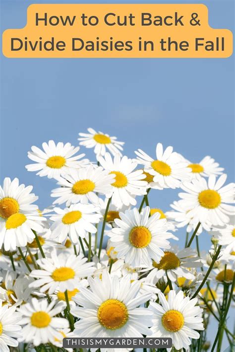 How To Cut Back And Divide Daisies In The Fall – Fall Daisy Care ...