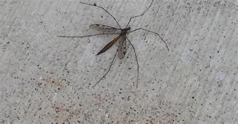 Large Mosquito Like Bug Album On Imgur