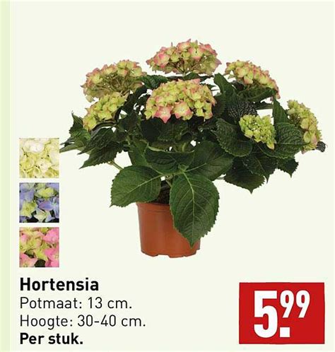 Hortensia Aanbieding Bij ALDI 1Folders Nl