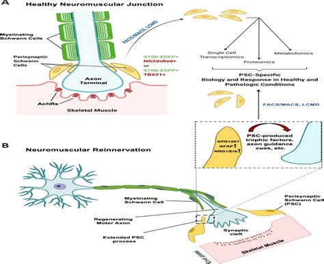 Progress In Perisynaptic Schwann Cell And Neuromuscular Junc