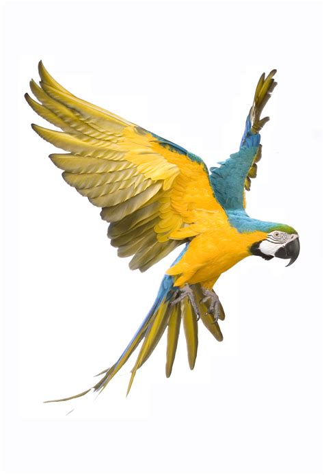 Parrot Facts - KidsPressMagazine.com