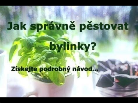 Jak P Stovat Bylinky Doma A Na Balkon Youtube