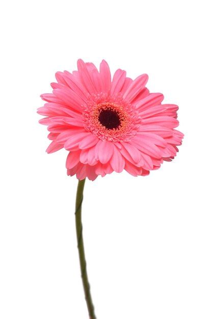 Flor de cabeça de gerbera rosa isolada no fundo branco vista superior