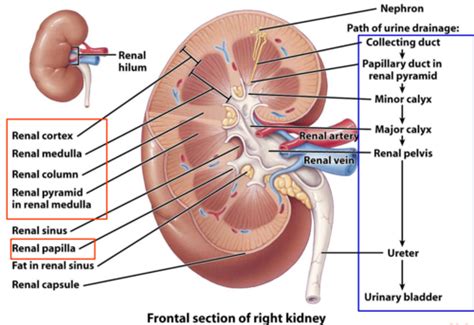 The Urinary System The Kidney Part V Flashcards Quizlet