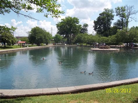 Ducks Are Swimming In The Pond At The Park