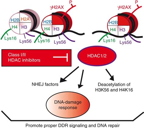 Model For The Role Of HDAC1 And HDAC2 As Well As The Inhibitory