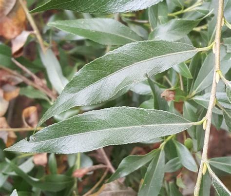 Photo Saule Blanc Salix Alba Observations Be