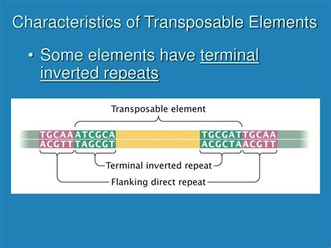 PPT - Transposable Elements PowerPoint Presentation - ID:397518