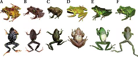 Variación En La Coloración Dorsal Y Ventral En Vida De Pristimantis