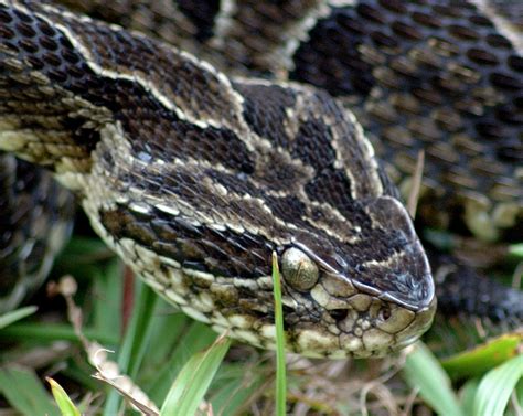 Lancet Cobra Bothrops Jararaca Tres Tipui Park South Brazil Photo