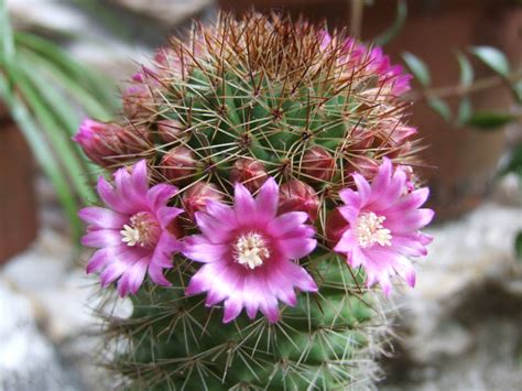 Purple flowered cactus | Beautiful gardens, Purple flowers, Garden