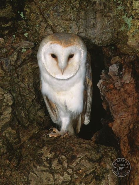 Barn Owls in their habitat (Kevin Keatley) - The Barn Owl Trust