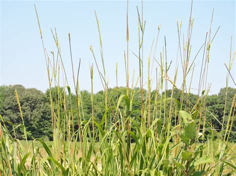 Maryland Biodiversity Project Eastern Gamagrass Tripsacum Dactyloides