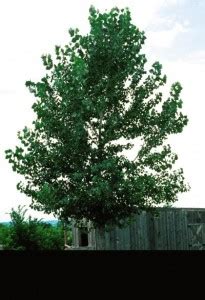 Popular Quaking Aspen