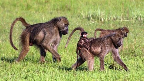 Baboons Botswana Picture Of Sanctuary Baines Camp Okavango Delta