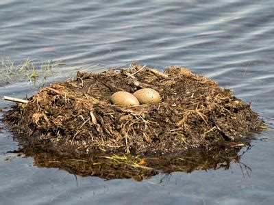 Loon Nesting (Behavior, Eggs, Location) | Birdfact