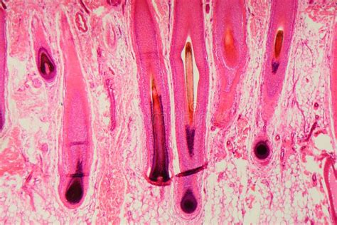 1+ Human hair microscope Free Stock Photos - StockFreeImages