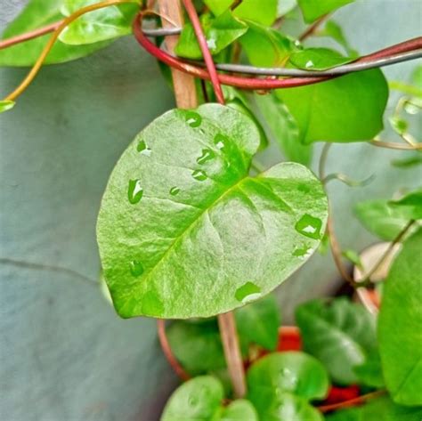 Budidaya Tanaman Daun Binahong Ini Cara Mudah Menanamnya