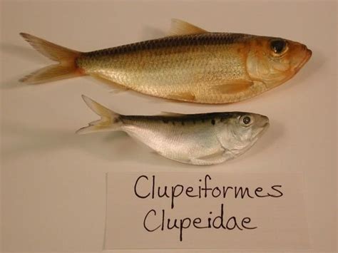 Clupeiformes - Alchetron, The Free Social Encyclopedia