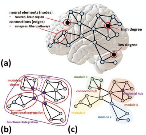 Brain Network Visualization