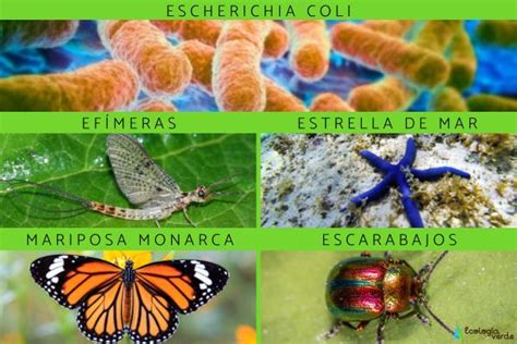 Especies Indicadoras Qu Son Y Ejemplos Resumen