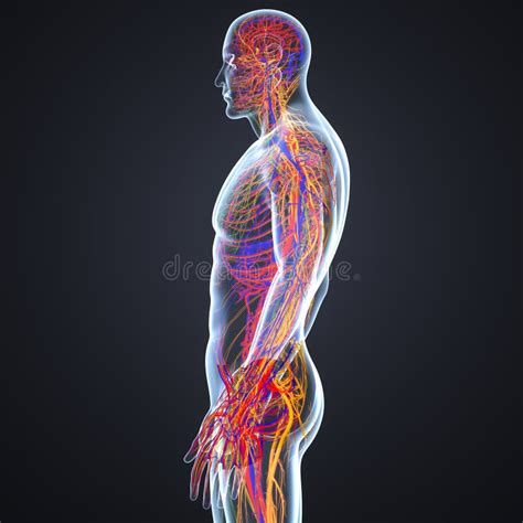 Circulatory And Nervous System Of Male Head Stock Illustration